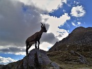 66 Il piccolo si innalza su roccetta...